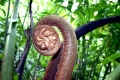 Monster sized ferns.