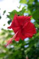 Colorful flora