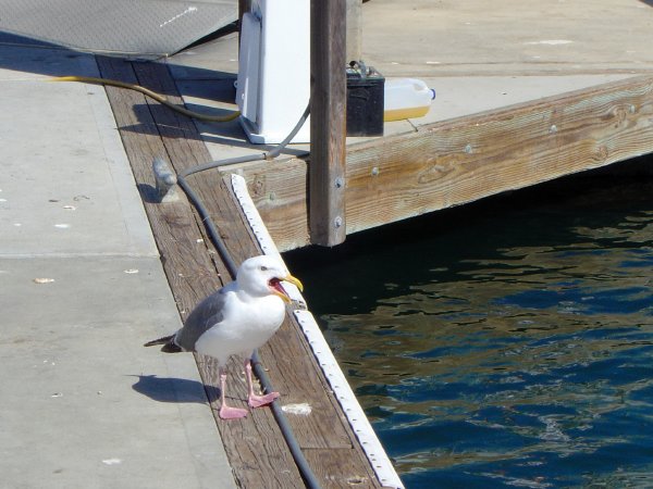Seagull feasting on starfish
