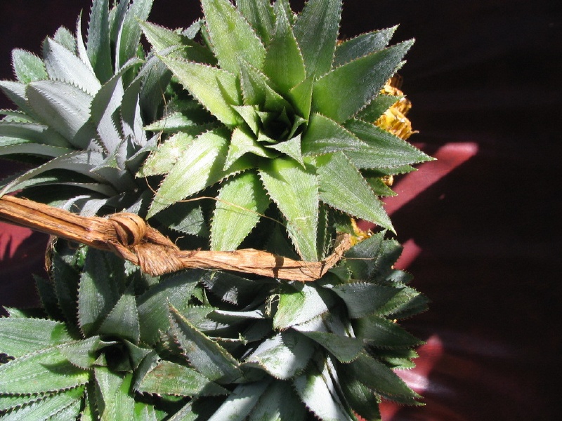 Pineapples as you've never seen them.