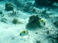 The Elste's are hooked on snorkeling!