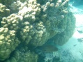 A morey eel keeping an eye on us from under his rock.