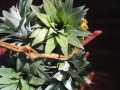 Pineapples as you've never seen them.